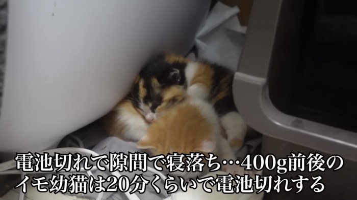 2匹の子猫が寝ている写真1