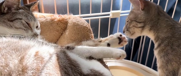 猫の手のにおいを嗅ぐ猫1