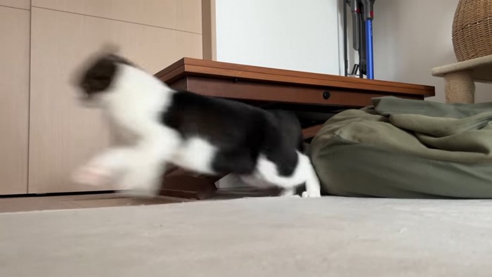 飛び出す猫