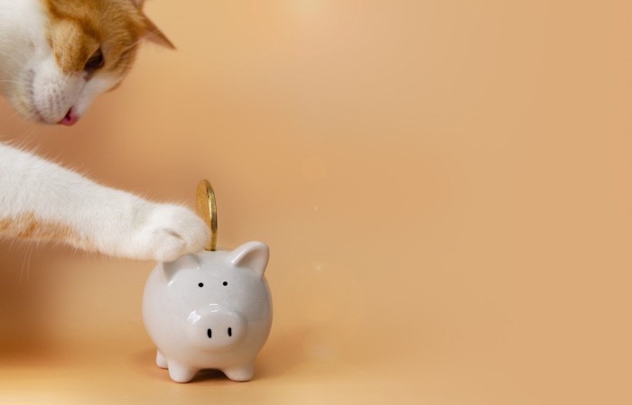 貯金箱にお金を入れる猫