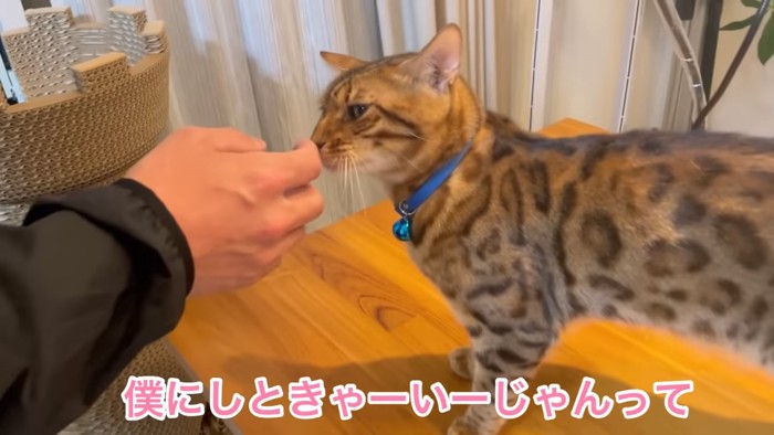 手のにおいを嗅ぐ青い首輪の猫