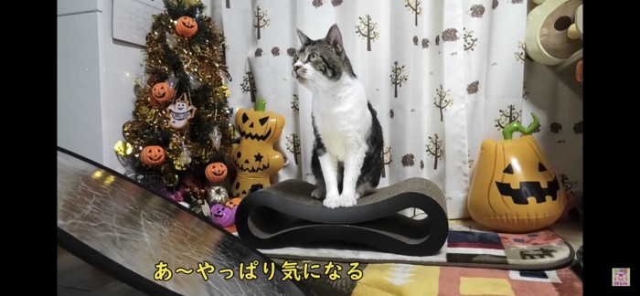 見つめる猫