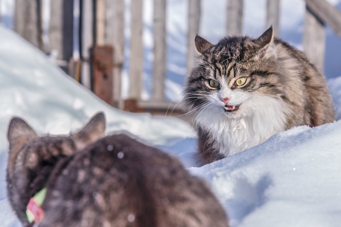 縄張り争いをする二匹の猫