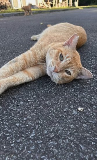 地面に寝転がる猫