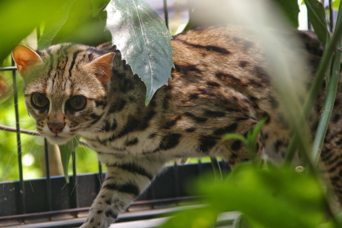 動物園のヤマネコ