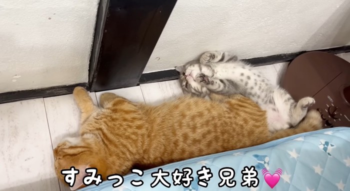 寝そべる猫