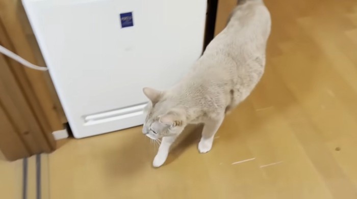 家の中を歩いている猫