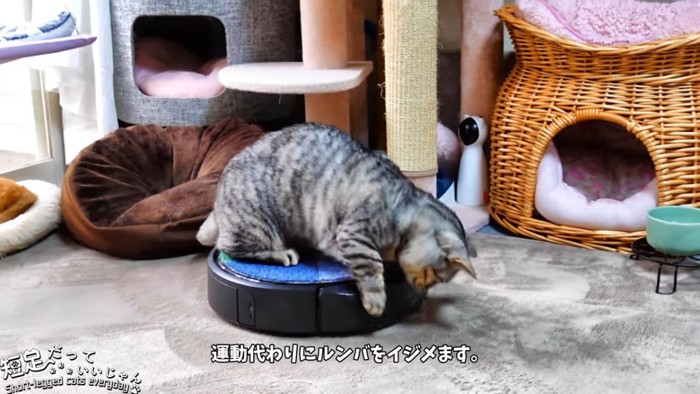 ロボット掃除機に乗る猫