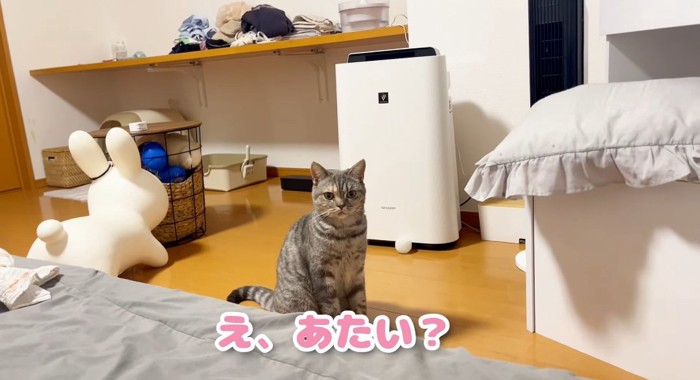 座っている猫