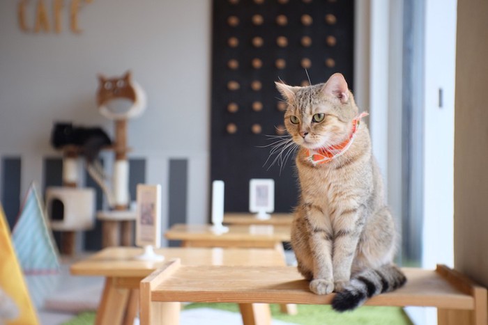 カフェのテーブルの上に座る猫