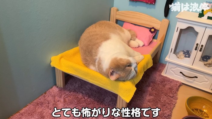 ベッドで横になる猫