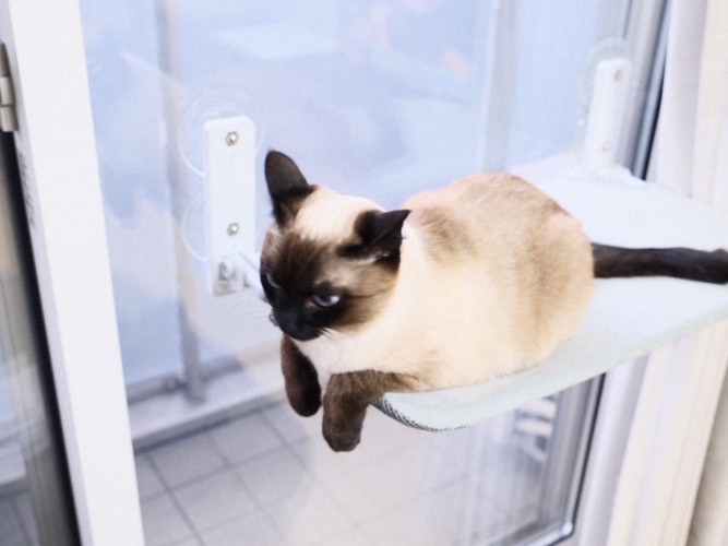 チョコンと座るすずりちゃん