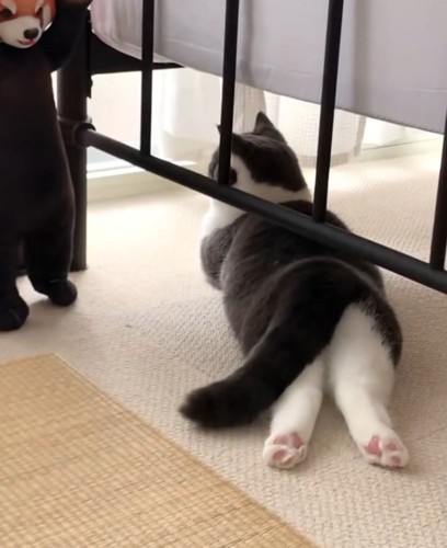 レッサーパンダのぬいぐるみの前でくつろぐ猫