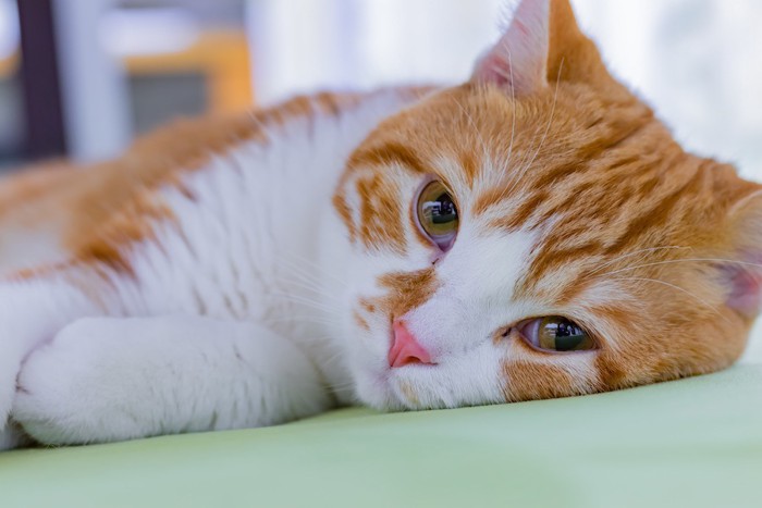 横になってまどろむ猫