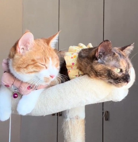 くつろぐ2匹の猫