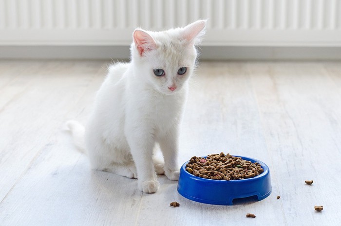 フードをこぼした食器の前で座りこむ白い子猫