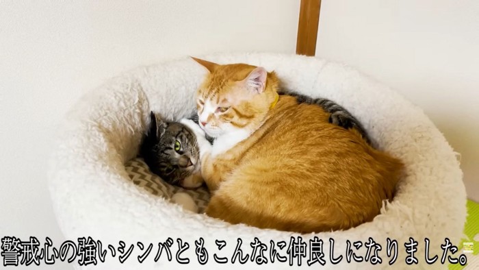 テロップ「警戒心の強い~」