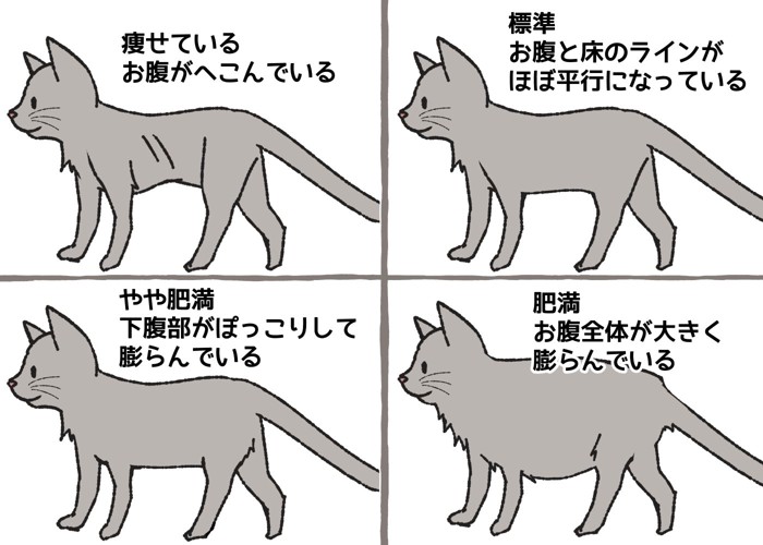 猫のお腹の垂れ具合をチェックするための解説イラスト