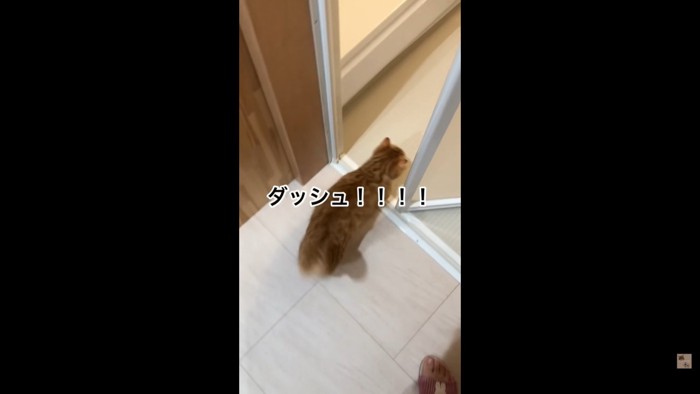 ダッシュ