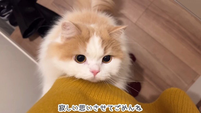 人の足に抱きつく猫