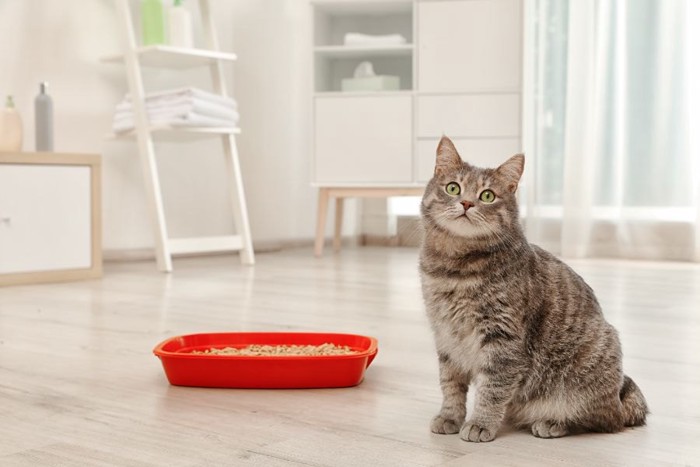 赤い猫トイレの横に座る猫