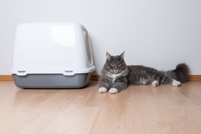 こちらを見ながらトイレに入る猫