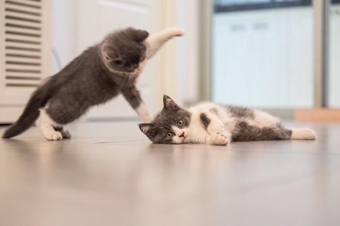 場所を取りあう二匹の猫