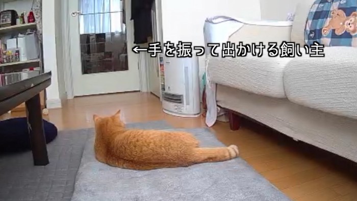 ドアの方向を見ている猫