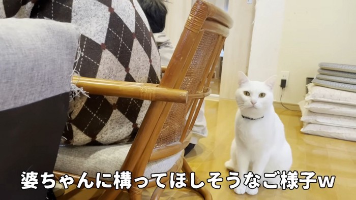 猫におやつをあげるおばあちゃん