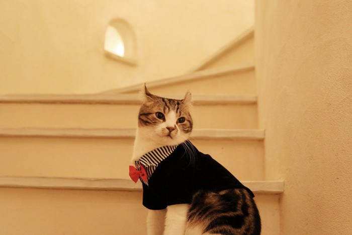 階段とアメリカンカール