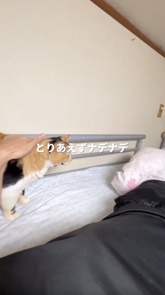 撫でられる猫