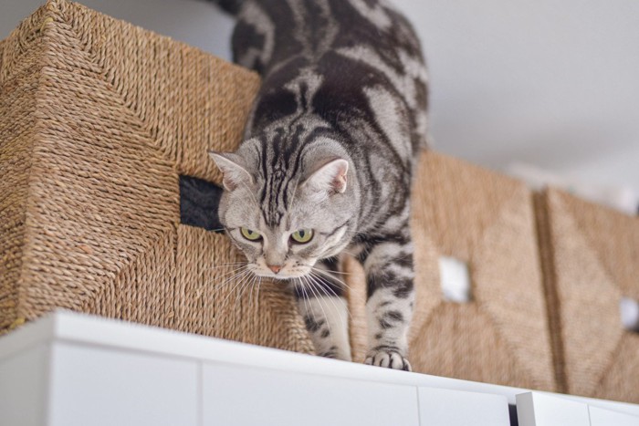 高い所から家の中を見張る猫