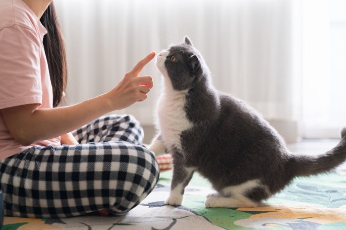 女性の指のにおいをかぐ猫