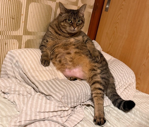 枕の上に座る猫