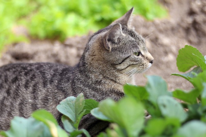 猫と野菜