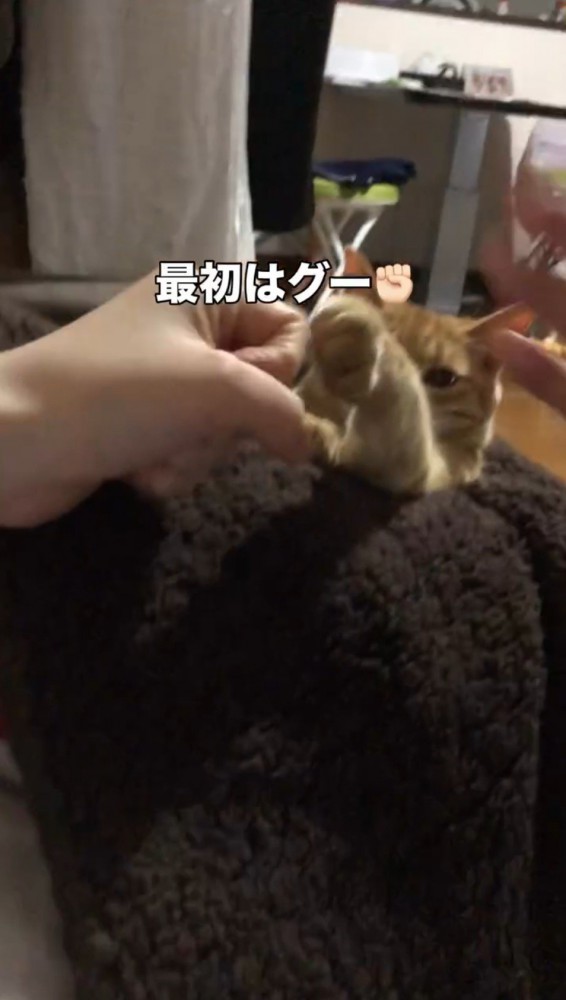 猫に向かって握りしめた手を見せる飼い主たち