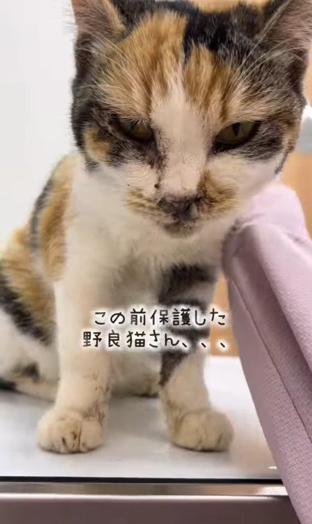 保護された子猫