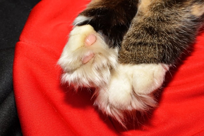 指先だけが靴下模様の猫