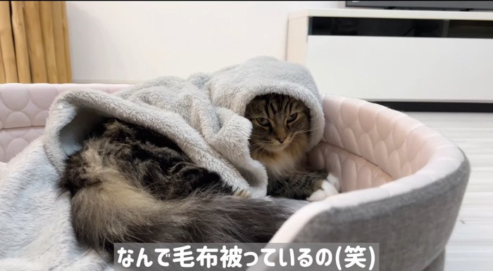 ベッドでくつろぐ猫