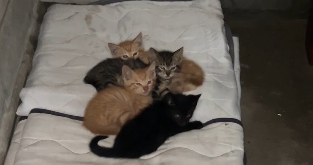 ベッドに集まる子猫たち