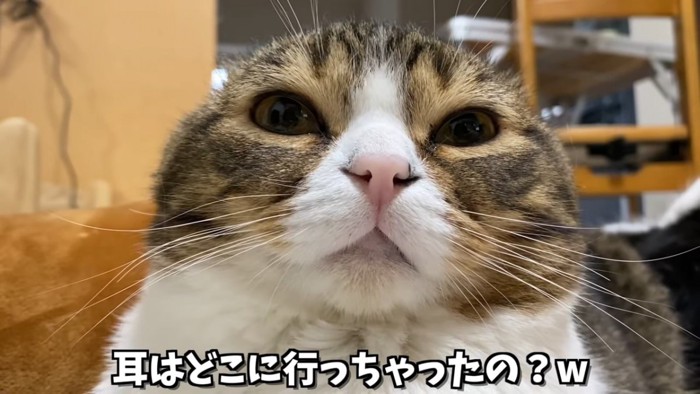 目を開けている猫の顔