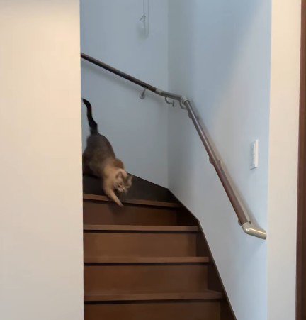 階段を駆け下りる猫