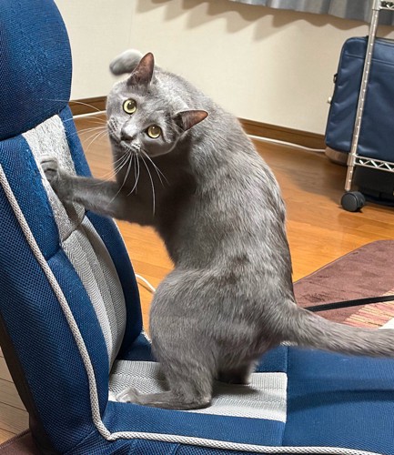 座椅子で爪とぎをする猫