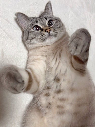 へそ天している猫の上半身