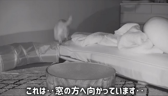 窓の方に向かう猫