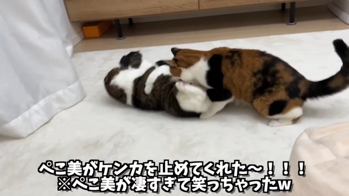 取っ組み合う2匹に近づく三毛猫