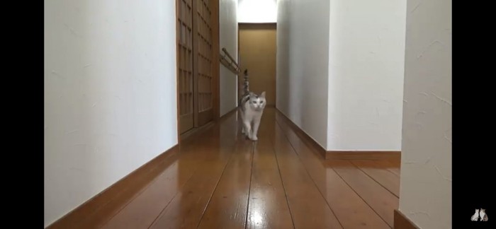 ねこ吉ちゃんがやってくる