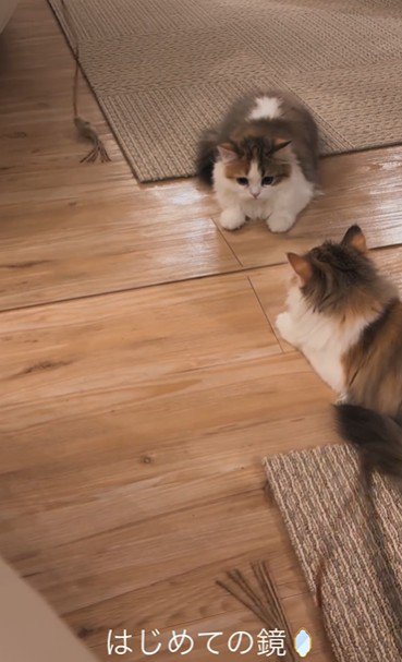 鏡の前に座っている子猫