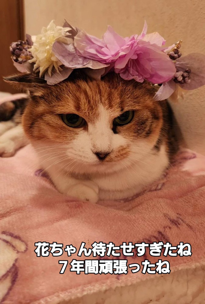 冠をつけた猫