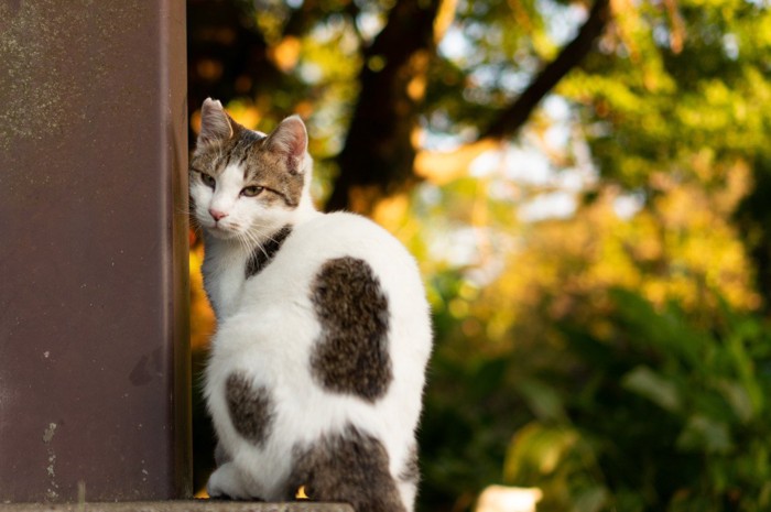 黄昏る猫